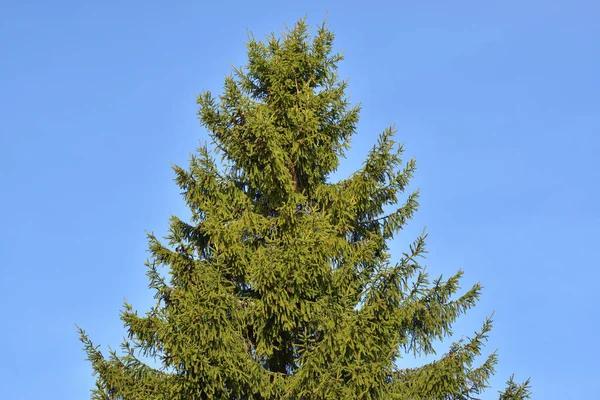 Tree Trimming Cedar Park: Keep Your Yard Safe and Beautiful